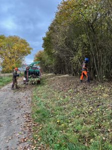Hecke auf Stock gesetzt
